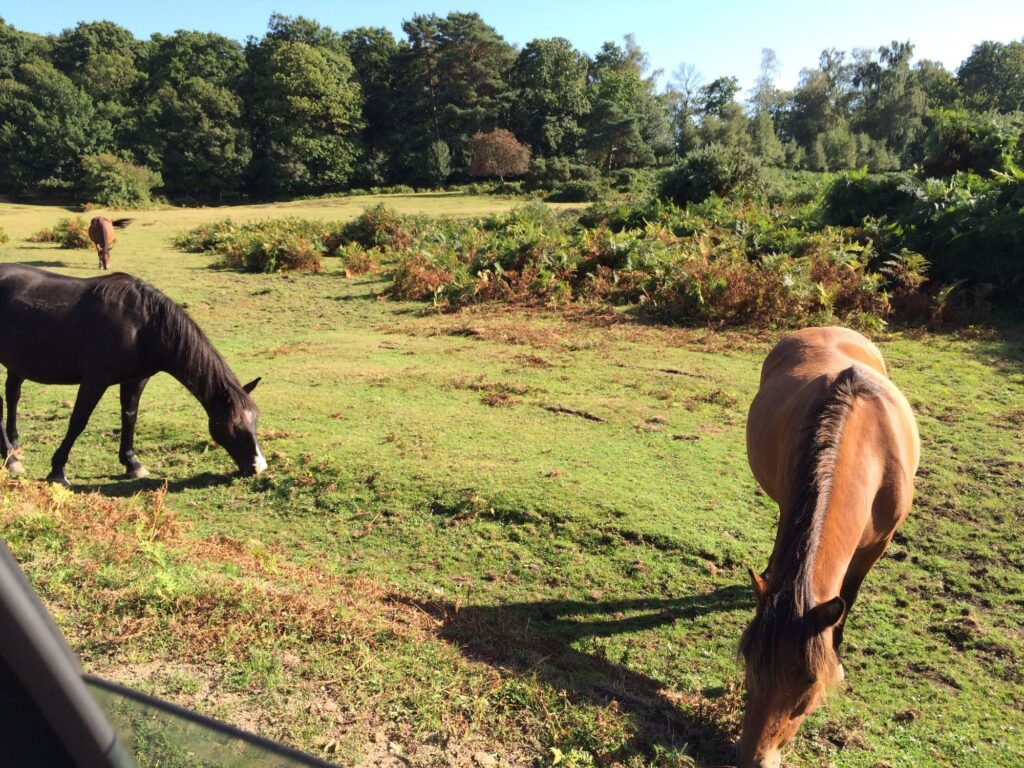 車道脇で草を食べるニューフォレストの馬たち