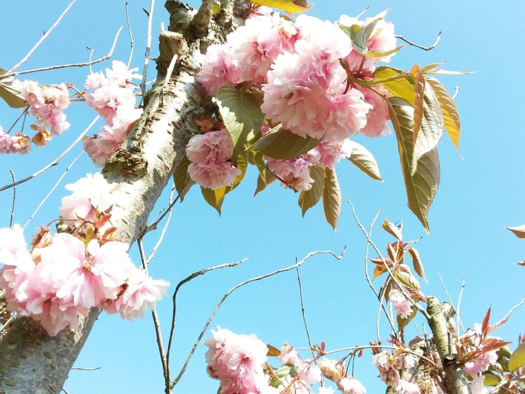 イギリスで撮影した八重桜