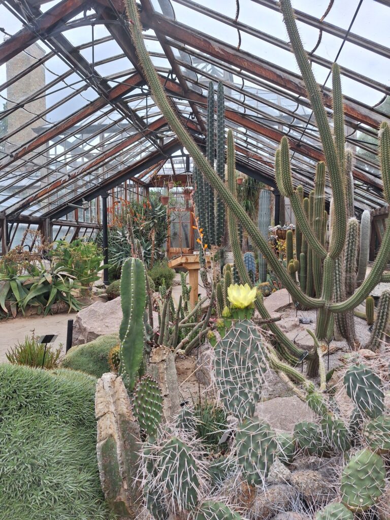 ケンブリッジ大学植物園のグリーンハウス建物外から撮影した温室内サボテン