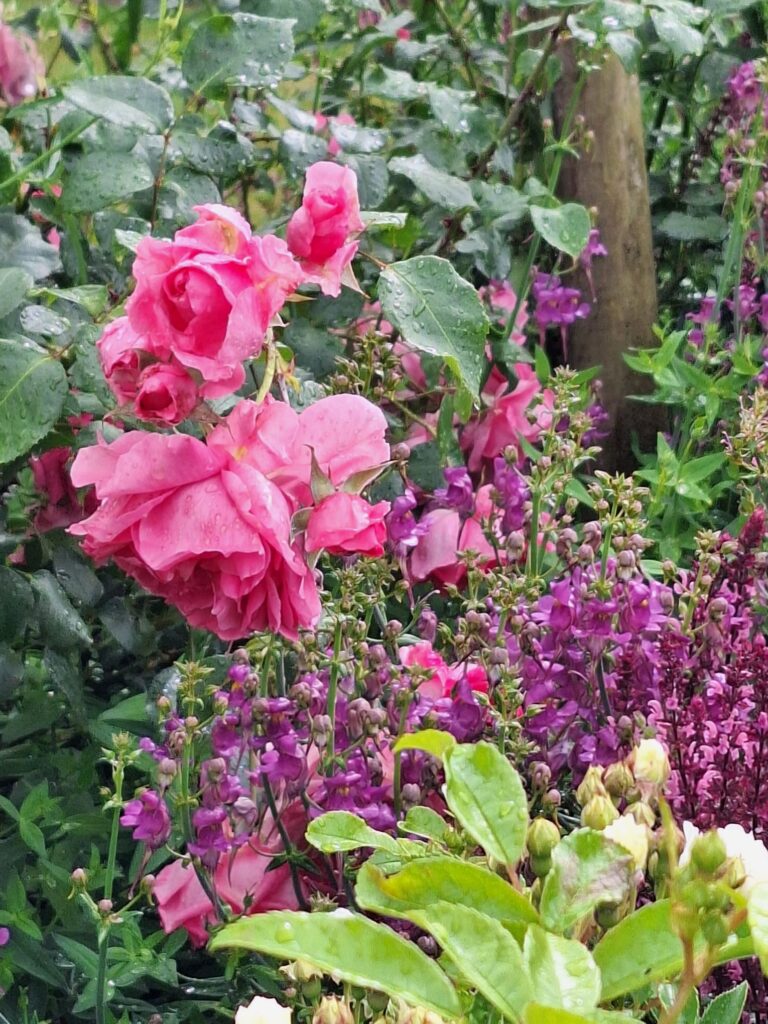 ケンブリッジ大学植物園のバラ園