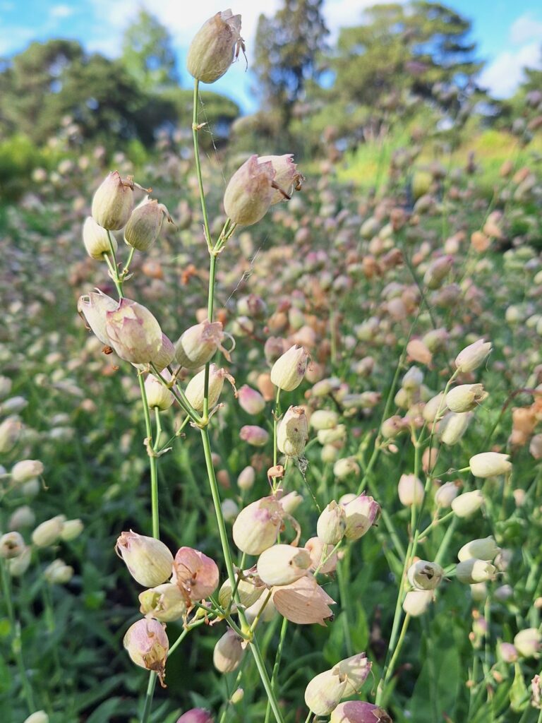ケンブリッジ大学植物園に展示されている草花