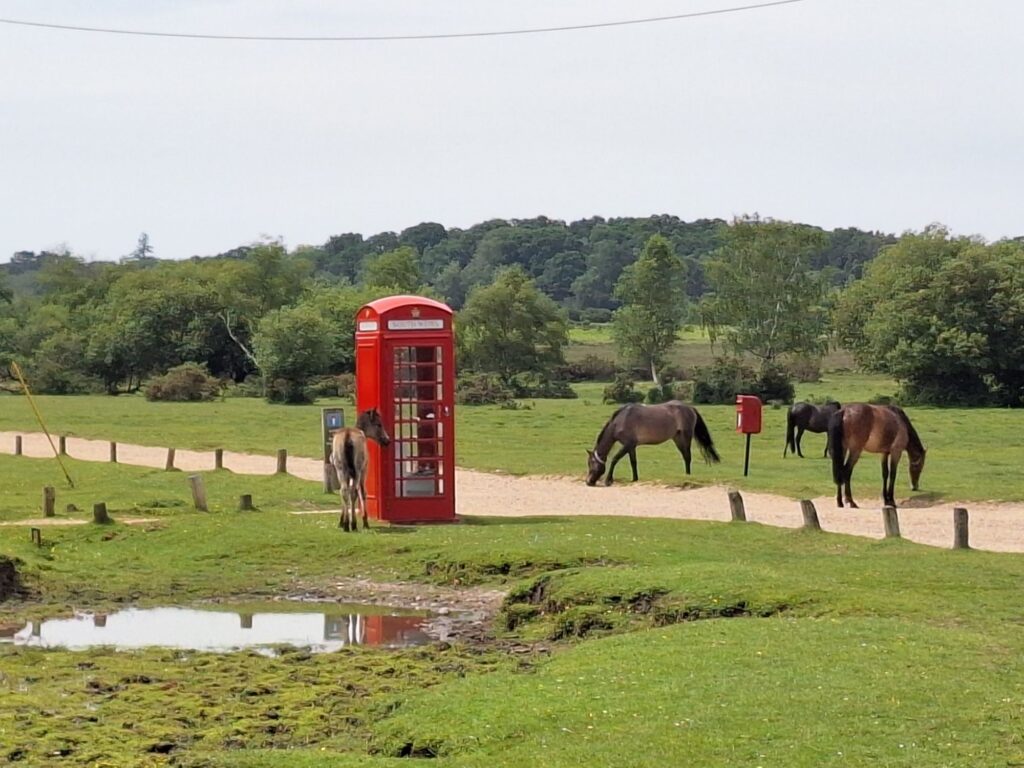 ニューフォレストにて、イギリス電話ボックスとポニー