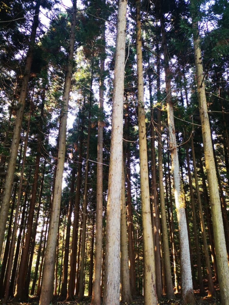 福島県郡山市の大安場古墳(おおやすばこふん)周辺の杉林