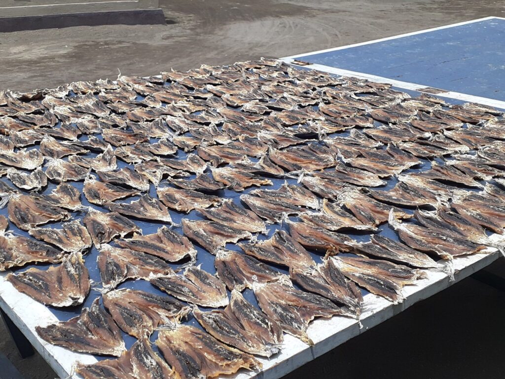 天日干しされる魚