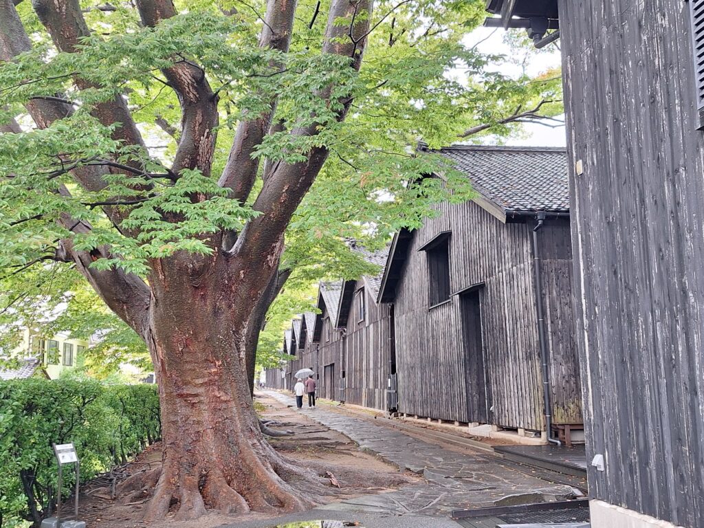 ケヤキ並木が美しい山居倉庫