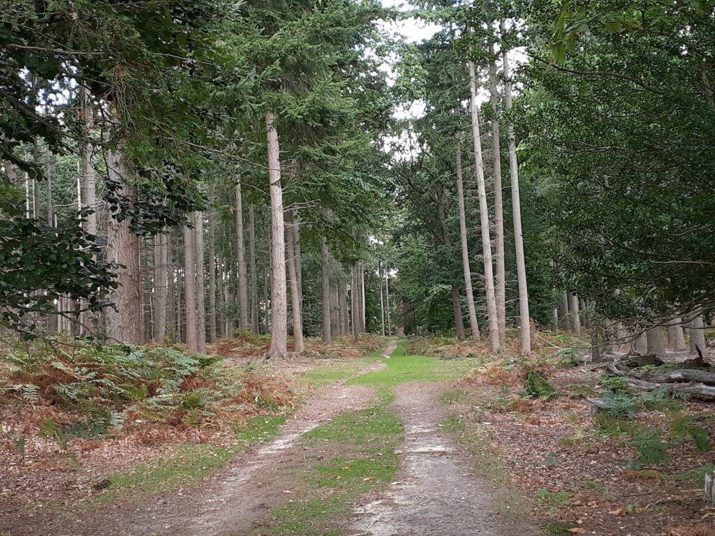 Walking path in New Forest in the UK 