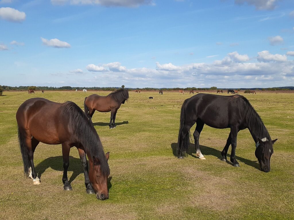 Horses in New Forest in England 