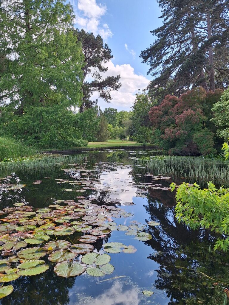 The pond in Cambridge university botanical garden
