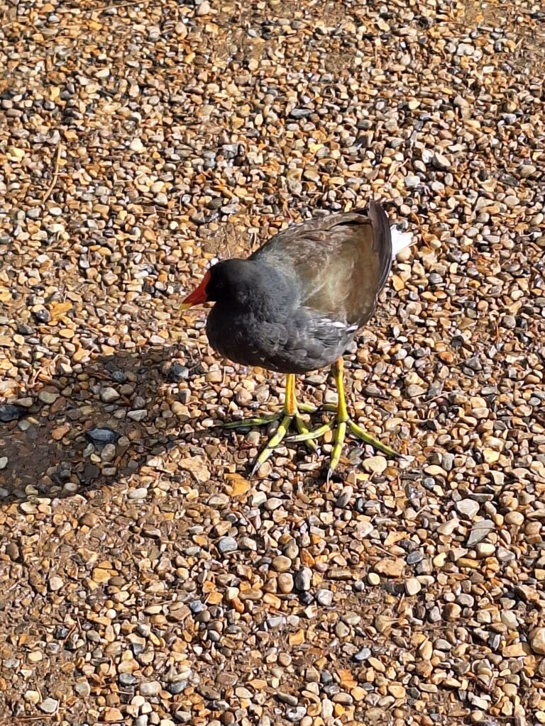 The bird with colourful legs walking around the rock garden in Cambridge university botanical garden