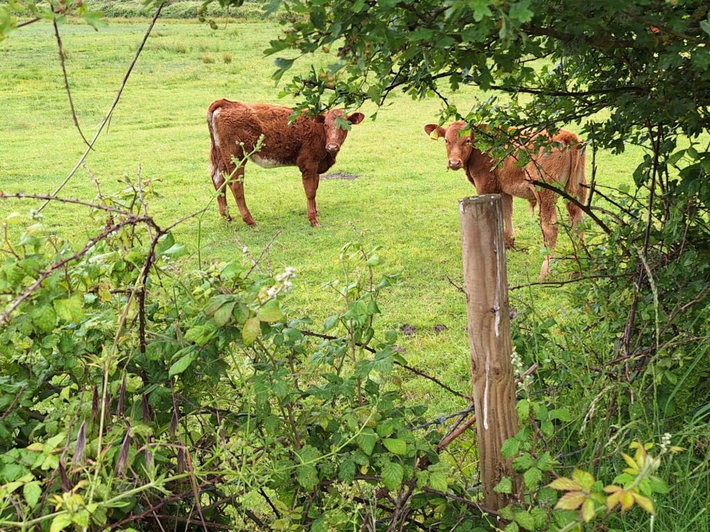 Cows in Keyhaven 