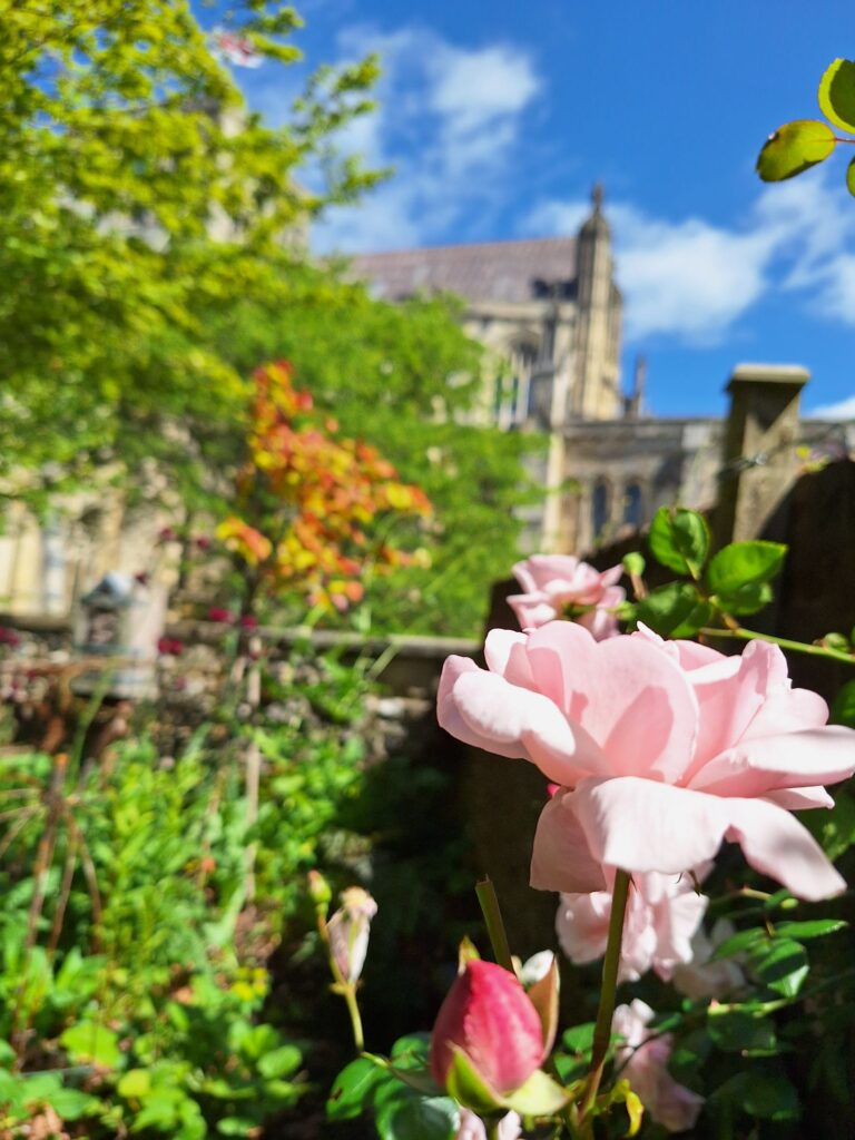 Roses and Winchester Cathedral 