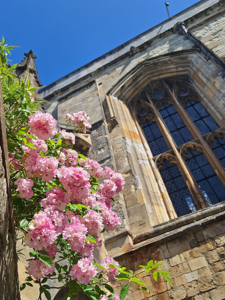 Beautiful rose by the wall of Winchester Cathedral 