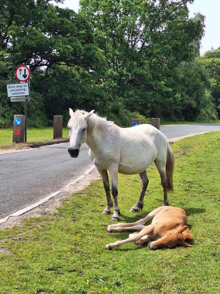 Horses are everywhere in New forest