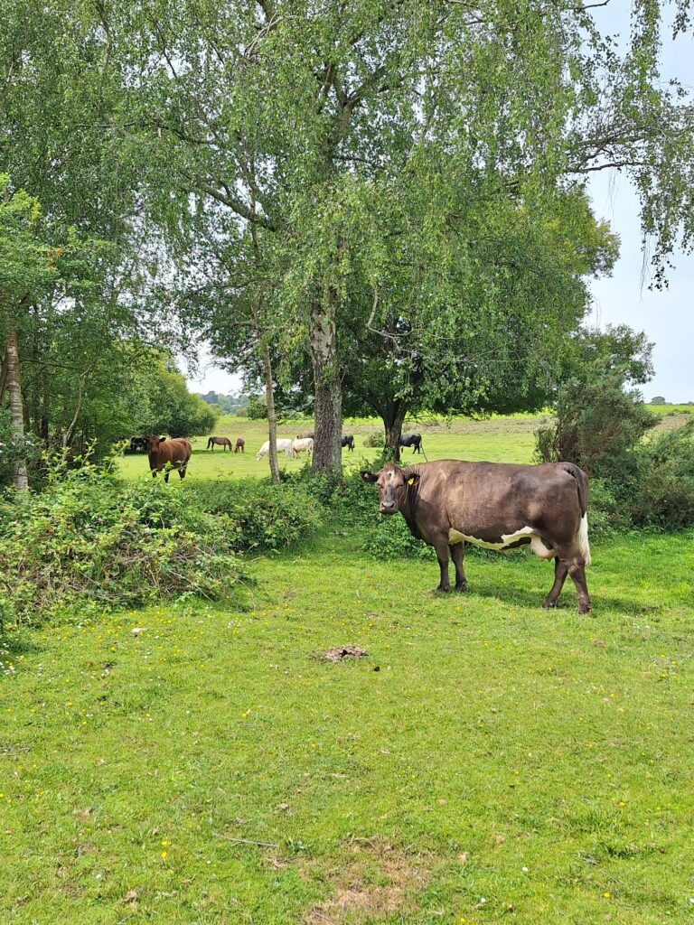 Cows in the New Forest 