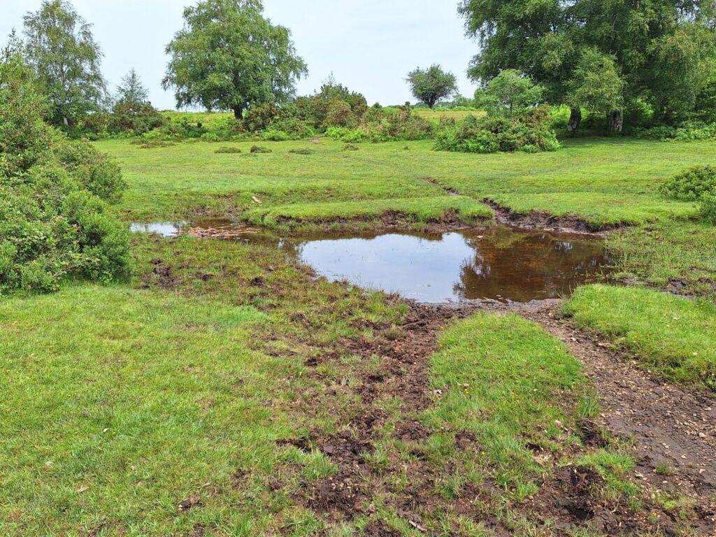 A muddy spot in New Forest