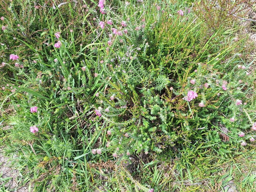 Heather in New Forest, the UK