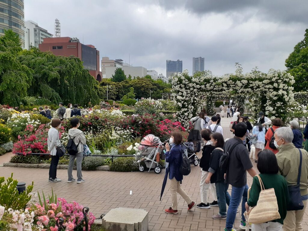 Rose garden in Yamashita park