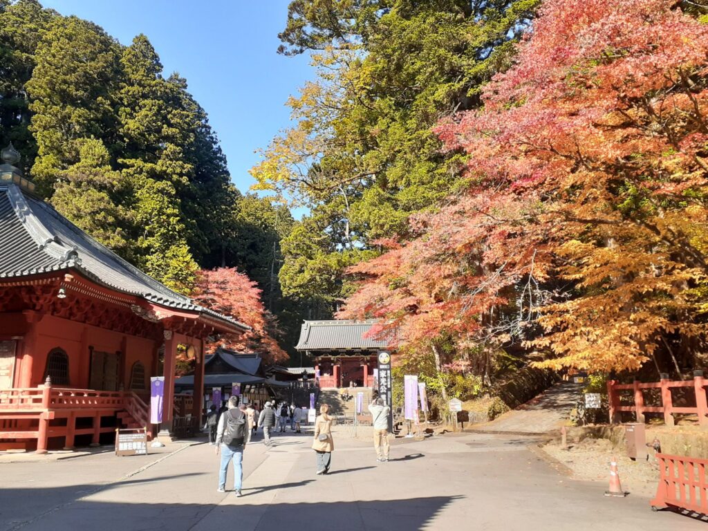 Beautiful autumn leaves of Japanese maple in Nikko