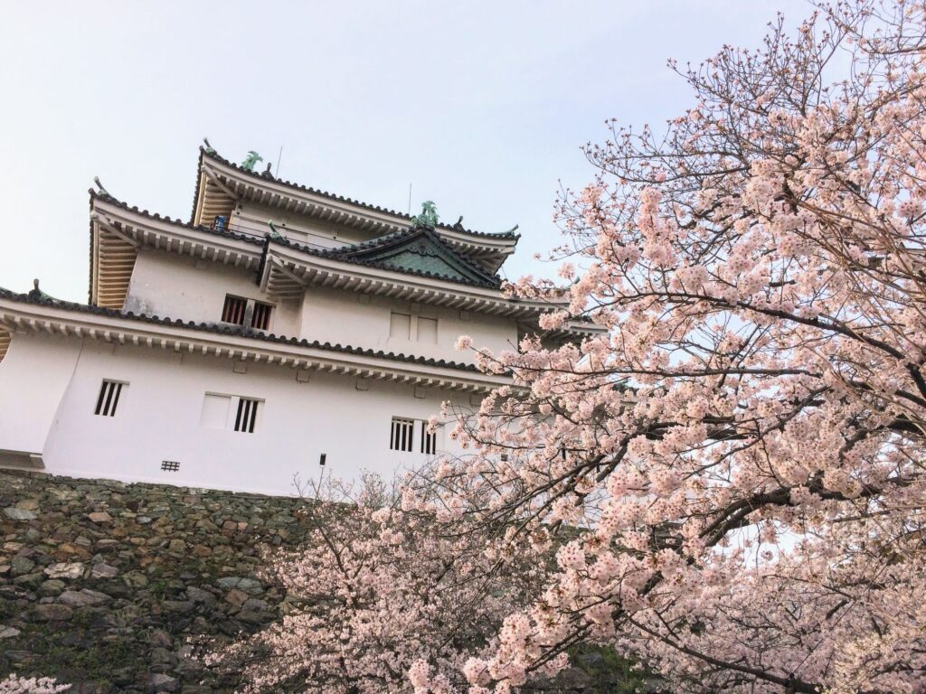 Wakayama Castle with Sakura blossom