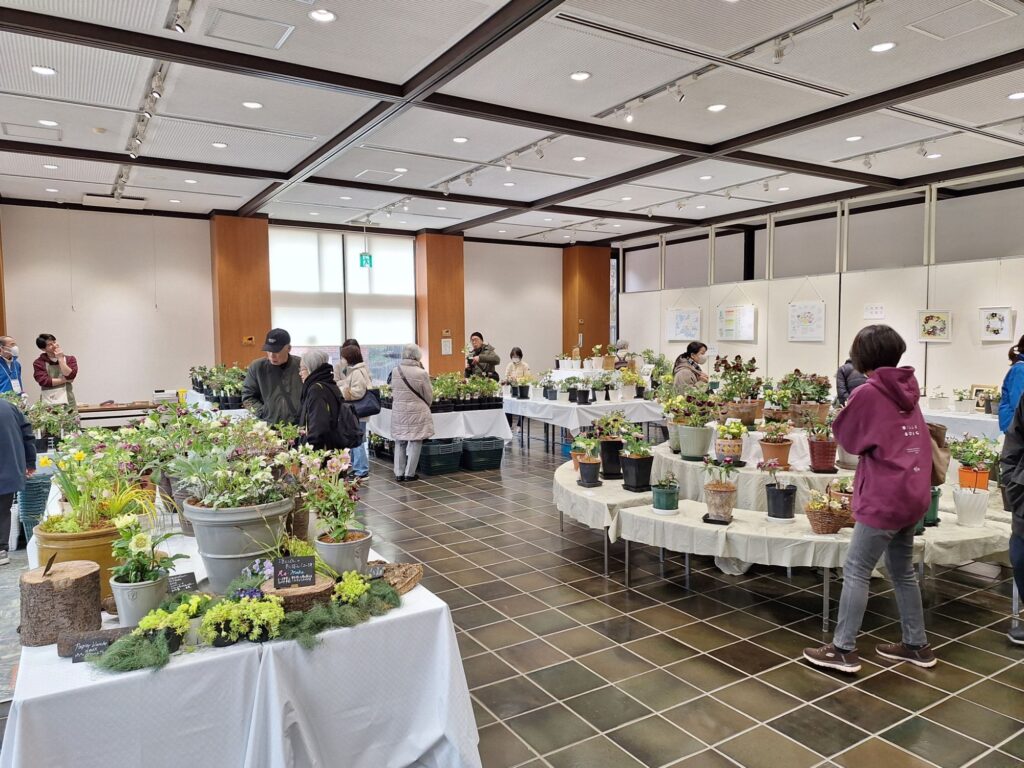 Hellebores (Christmas Roses) exhibition in Jindaiji Botanical Garens in February