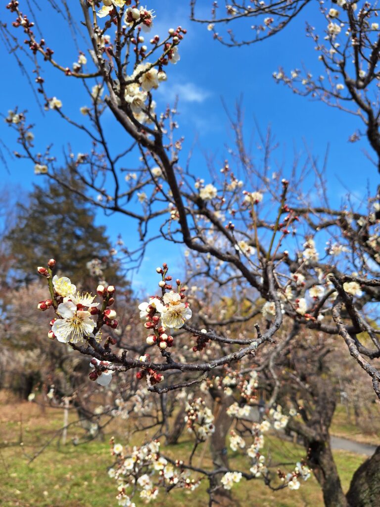 Plum flowers in Jindaiji Botanical Gardens in February