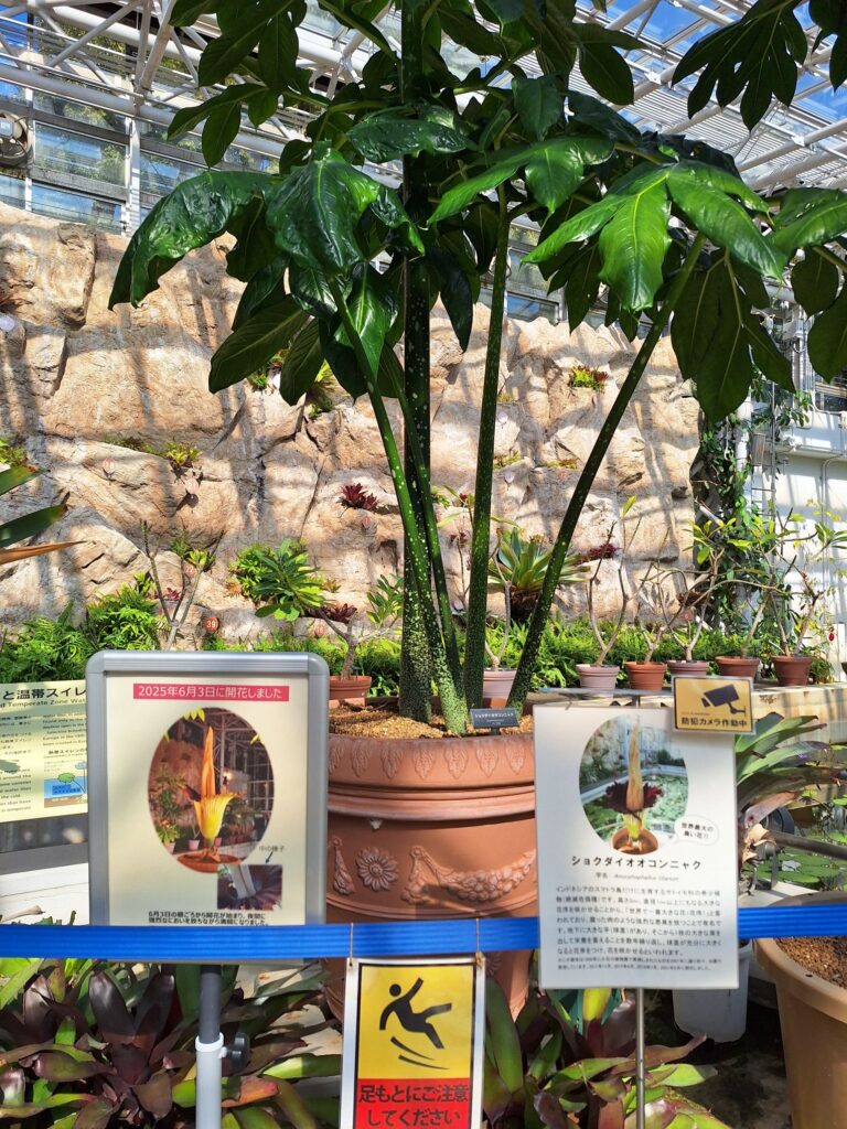 Titan Arum in Jindaiji Botaniccal Gardens