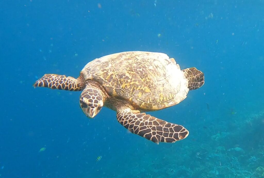 Turtle in Raja Ampat