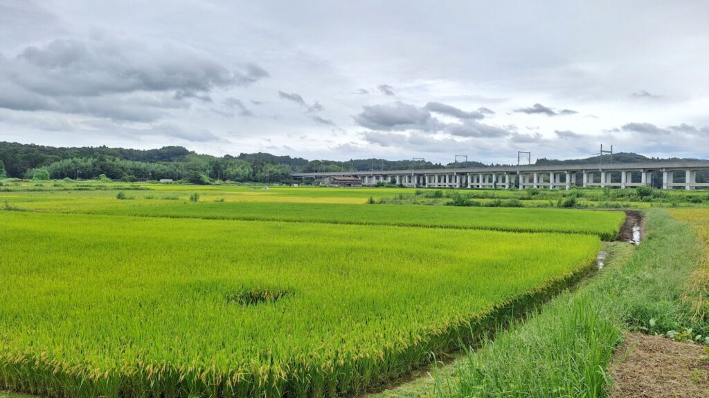 Rice field and Shinkansen railway bridge 