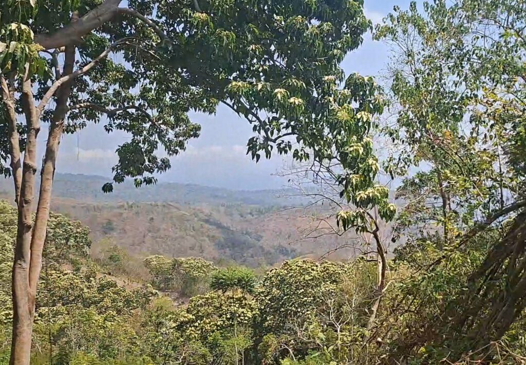 A view from the car from Ruteng to Bajawa 
