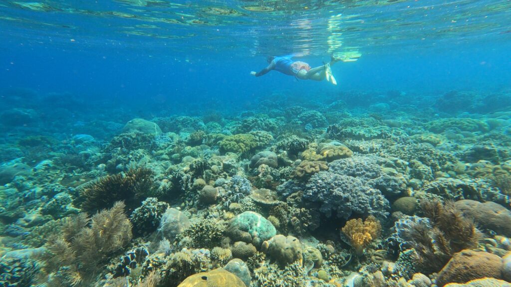 Snorkeling in Alor 